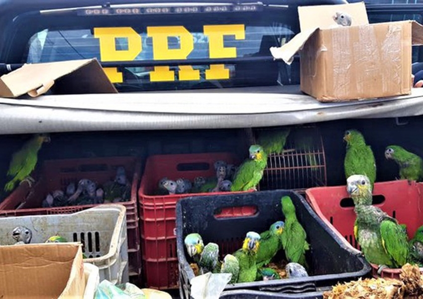 Operação policial resgata mais de 450 aves em situação de maus-tratos no Sul da Bahia