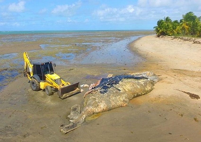 Baleia jubarte de 13 metros é encontrada morta no litoral sul da Bahia