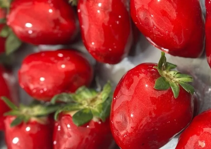 'Morango do Amor' viraliza e eleva preço da fruta em até 90% na Bahia