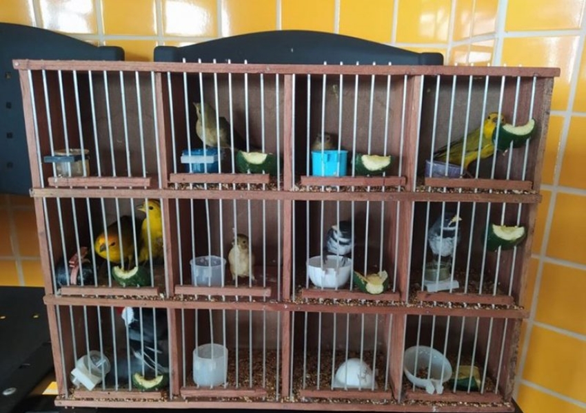 Dez aves transportadas ilegalmente em ônibus são resgatadas na BR-116