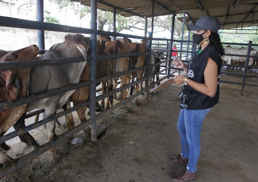 Bahia deve vacinar mais de 10 milhões de animais contra a febre aftosa até o final de maio