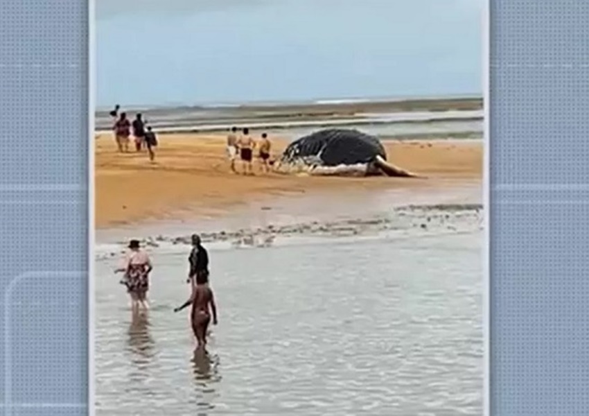Baleia jubarte é encontrada morta em praia no sul da Bahia