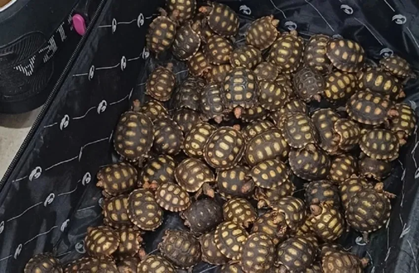 PRF flagra homem com 600 filhotes de jabutis em ônibus na BR-116