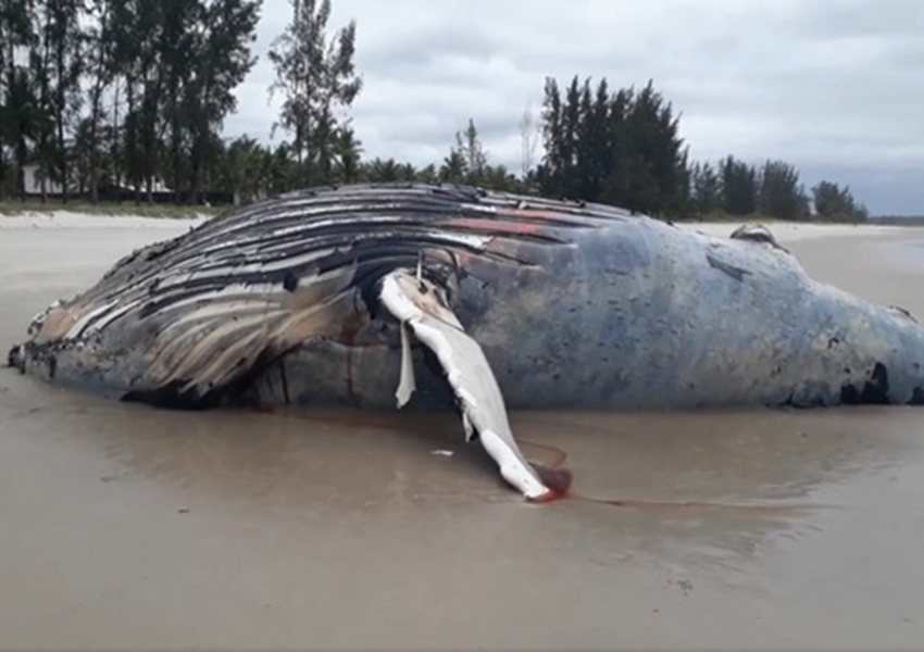 Baleia jubarte é encontrada morta na praia de Guaibim