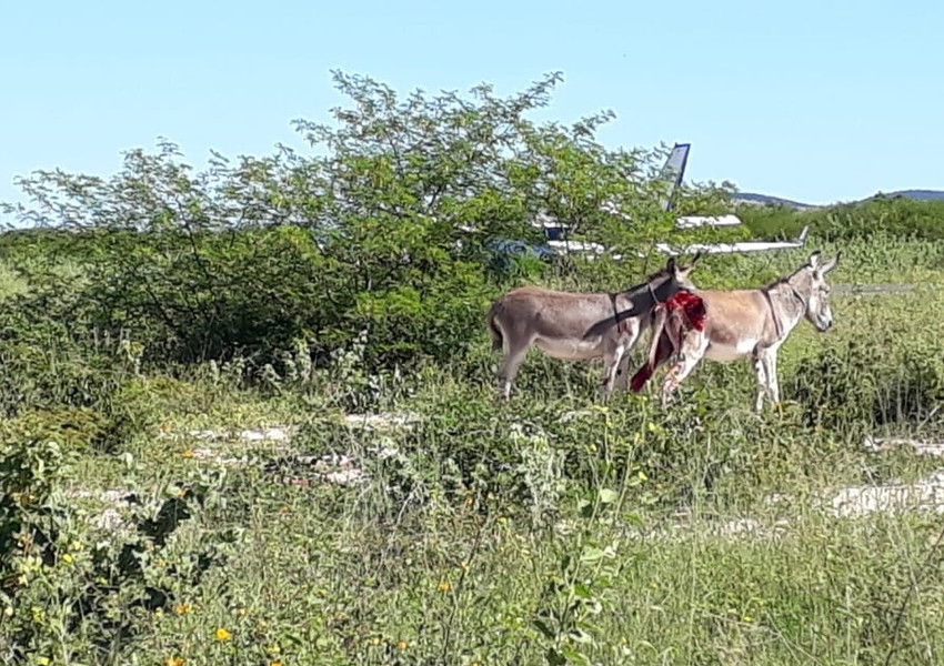 Ibotirama: Avião com doses da vacina da Covid-19 bate em jumento que estava em pista de aeródromo