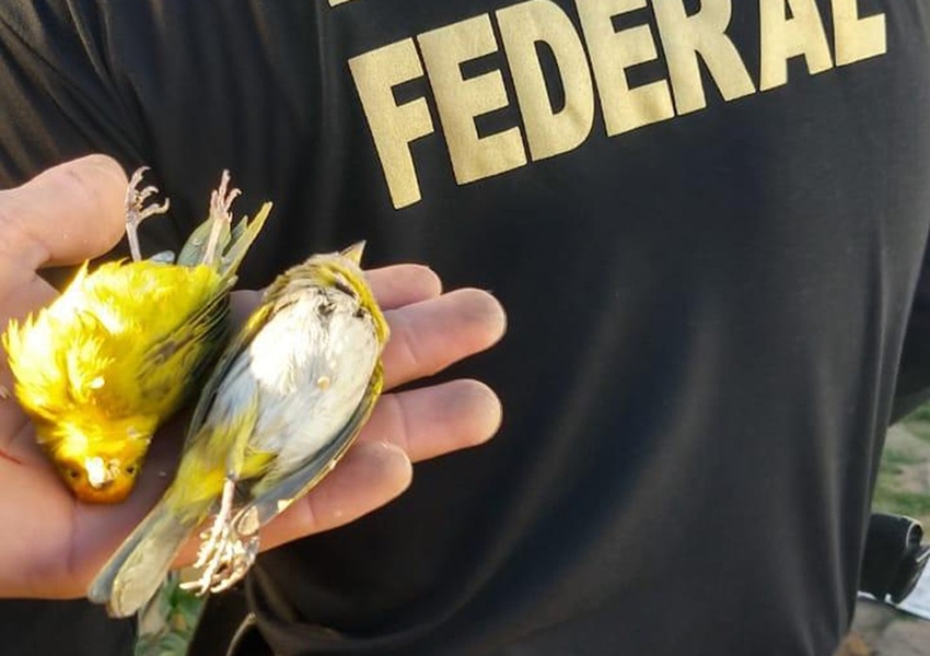 Operação da PF contra esquema de tráfico de pássaros silvestres cumpre mandados na Bahia e Minas Gerais