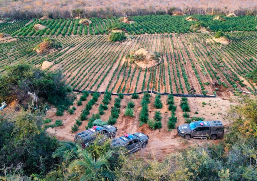 Cipe Chapada erradica grande plantação de maconha em operação no município de Brotas de Macaúbas