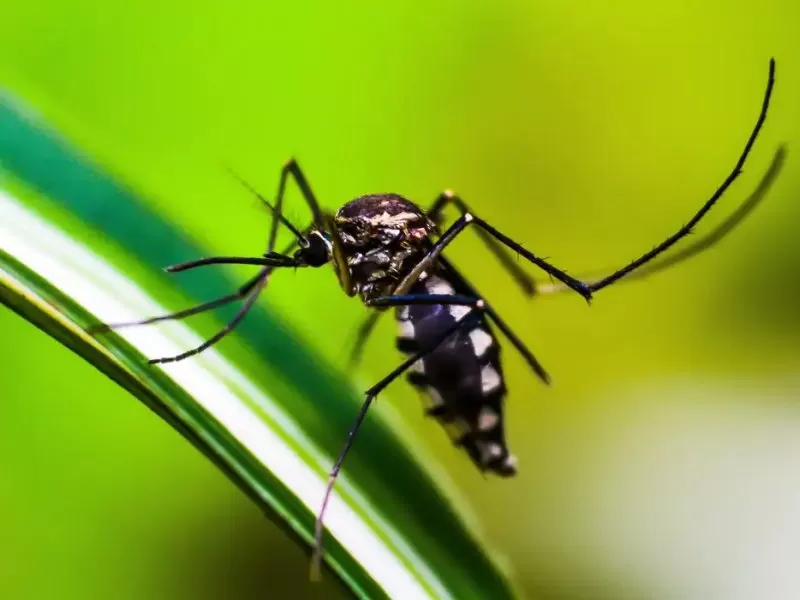 Número de óbitos por dengue no Brasil em 2024 atinge 1.601, com mais 2.000 casos em investigação
