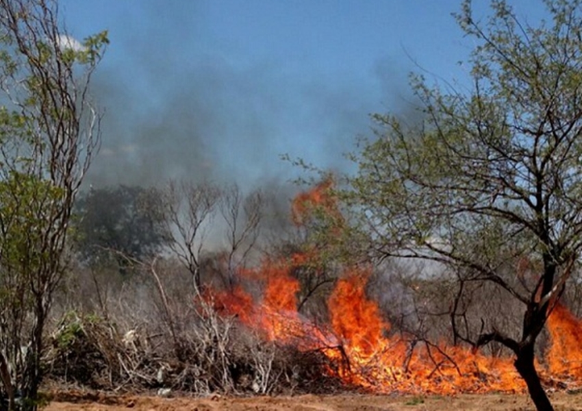 Quatro mil pés de maconha são incinerados em operação da polícia na região Norte da Bahia