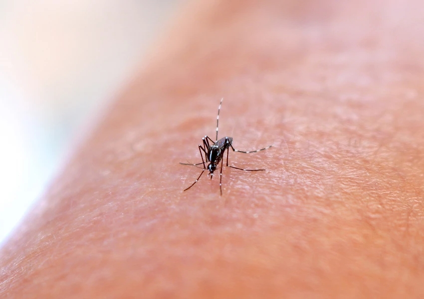 Quinta morte por dengue é confirmada na Bahia, alerta da Secretaria de Saúde