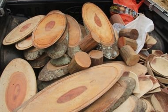 Operação da PF combate extração e comércio ilegal de madeira em Porto Seguro