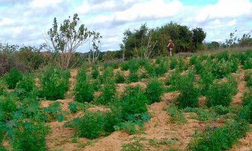 Trinta mil pés de maconha são incinerados no norte da Bahia